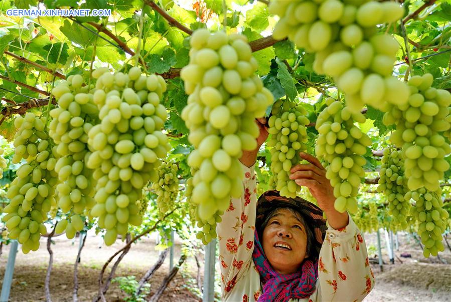 CHINA-HEBEI-HUAILAI-GRAPE PLANTING (CN)