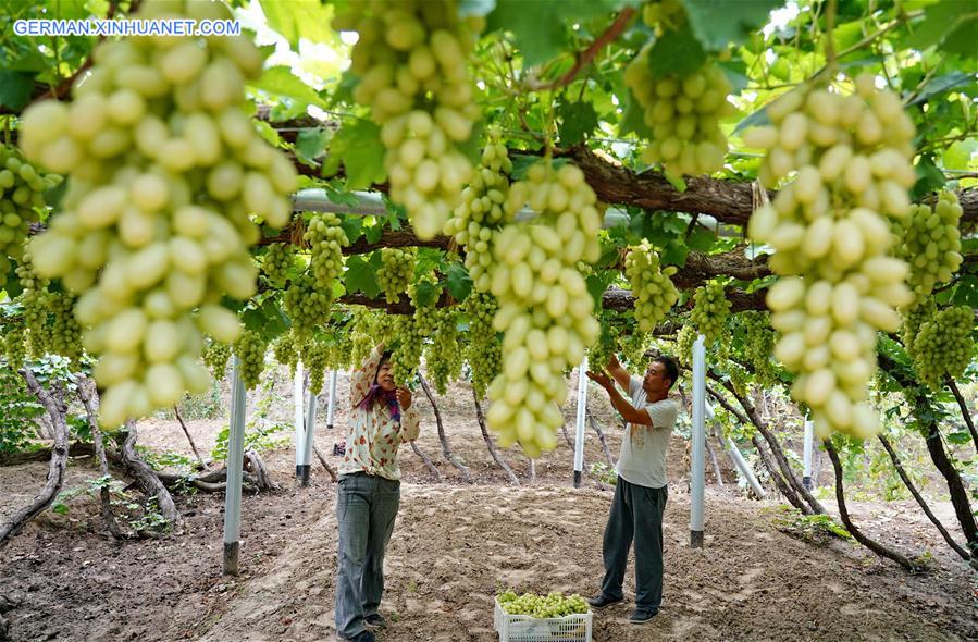 CHINA-HEBEI-HUAILAI-GRAPE PLANTING (CN)