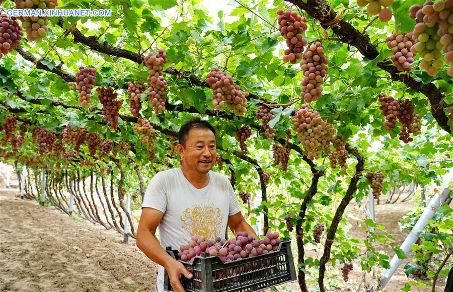 CHINA-HEBEI-HUAILAI-GRAPE PLANTING (CN)