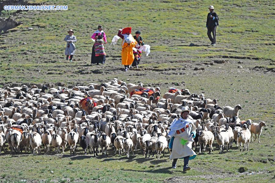 (InTibet)CHINA-TIBET-XIGAZE-SHEEP SHOW (CN)