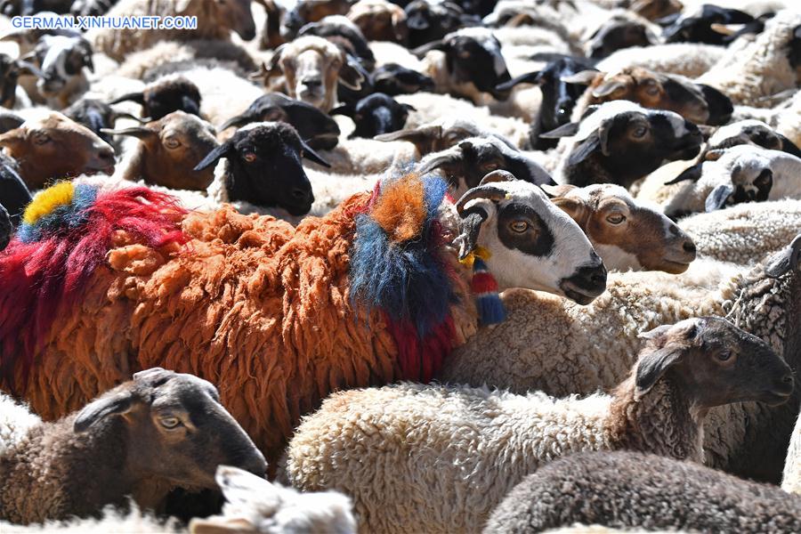 (InTibet)CHINA-TIBET-XIGAZE-SHEEP SHOW (CN)