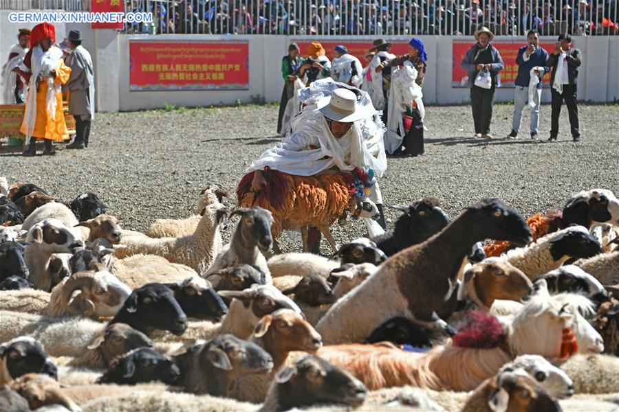 (InTibet)CHINA-TIBET-XIGAZE-SHEEP SHOW (CN)