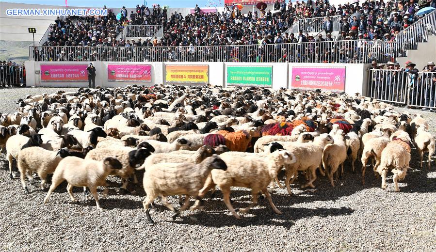 (InTibet)CHINA-TIBET-XIGAZE-SHEEP SHOW (CN)