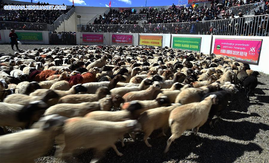 (InTibet)CHINA-TIBET-XIGAZE-SHEEP SHOW (CN)