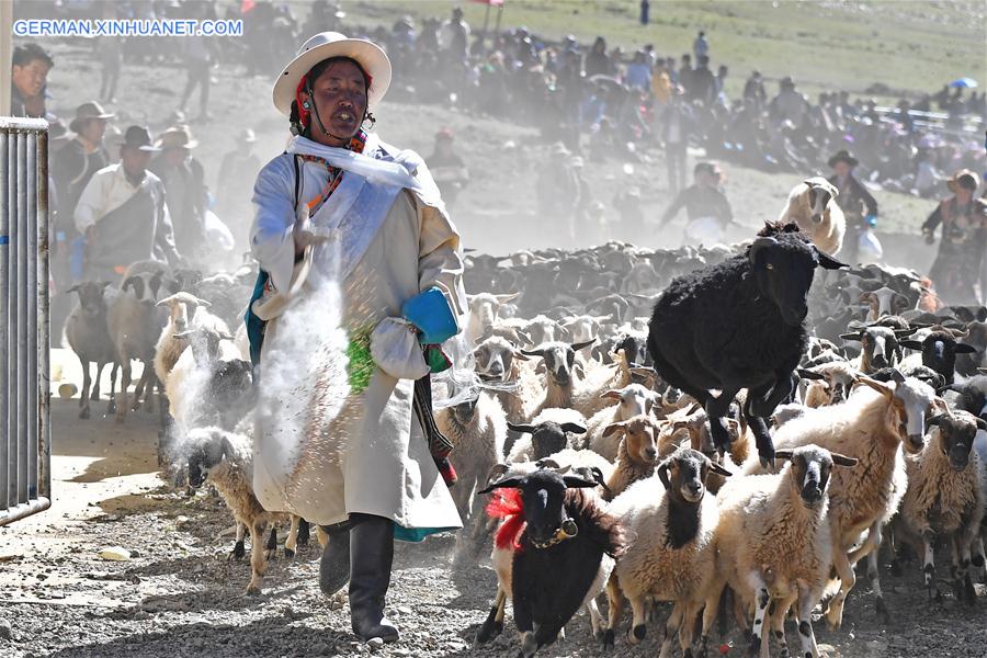 (InTibet)CHINA-TIBET-XIGAZE-SHEEP SHOW (CN)