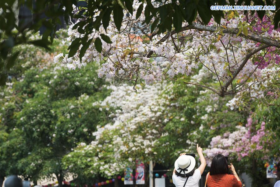 SINGAPORE-TRUMPET TREE-FLOWER