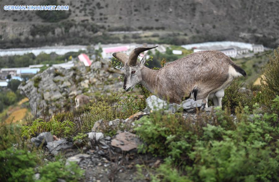 CHINA-TIBET-BLUE SHEEP (CN)