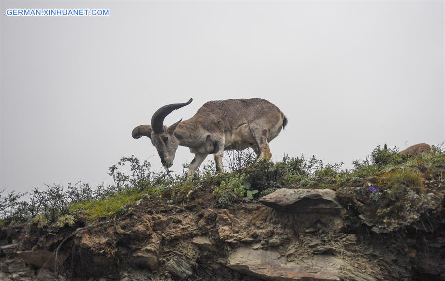 CHINA-TIBET-BLUE SHEEP (CN)