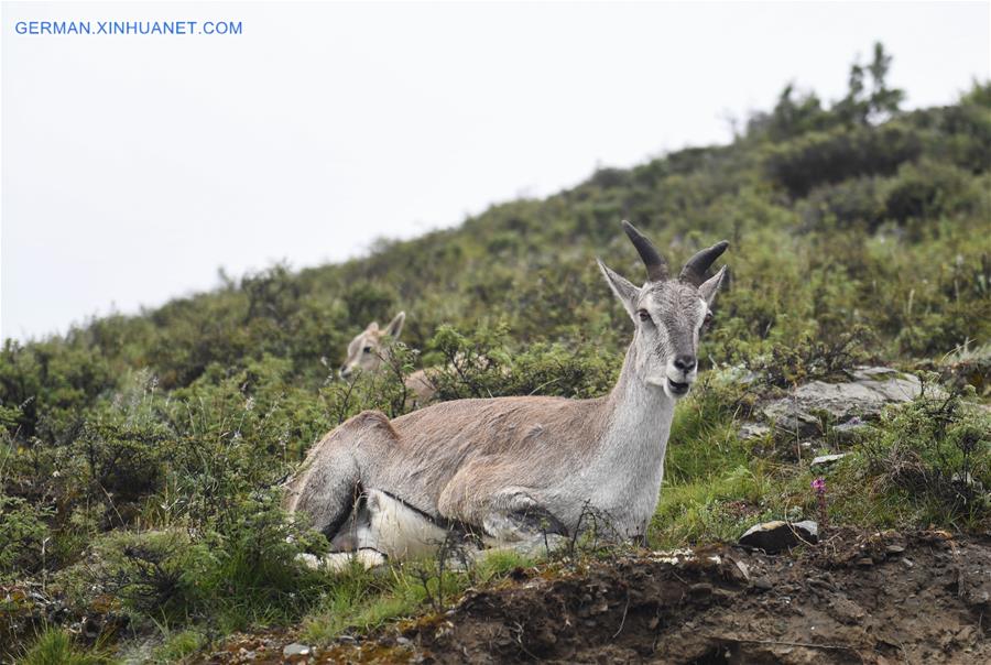 CHINA-TIBET-BLUE SHEEP (CN)