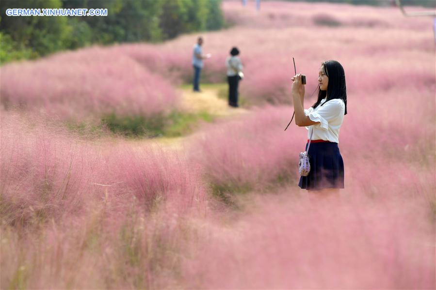 CHINA-JIANGXI-NANCHANG-PINK GRASS-TOURISM (CN)