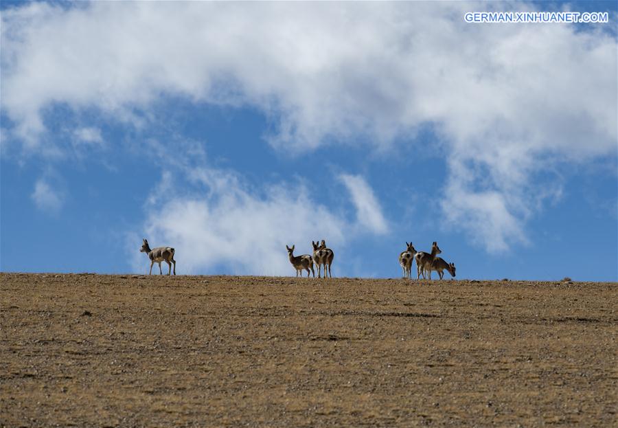 CHINA-TIBET-BAIKU CO-SCENERY (CN)