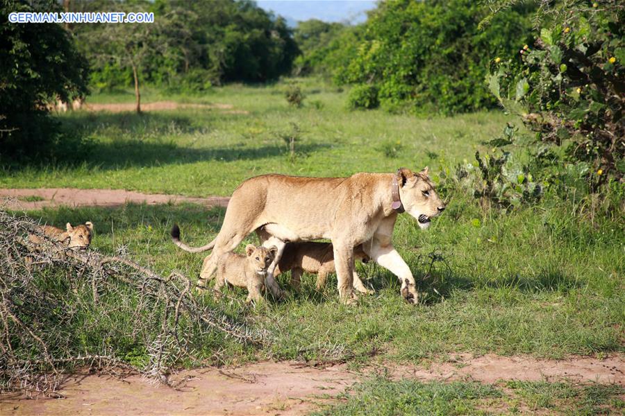 RWANDA-AKAGERA NATIONAL PARK-REINTRODUCTION-LIONS AND RHINOS