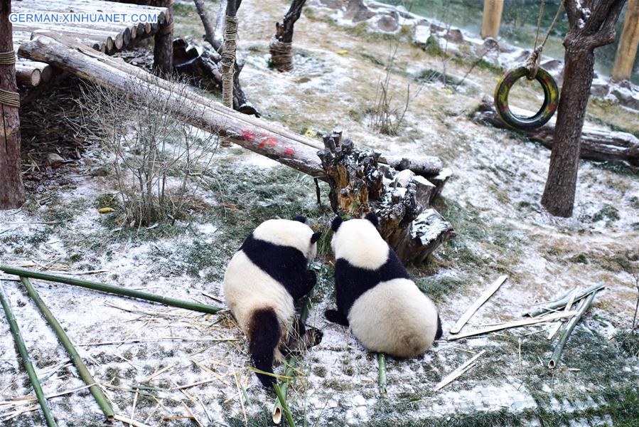 CHINA-QINGHAI-XINING-GIANT PANDA-SNOW (CN)