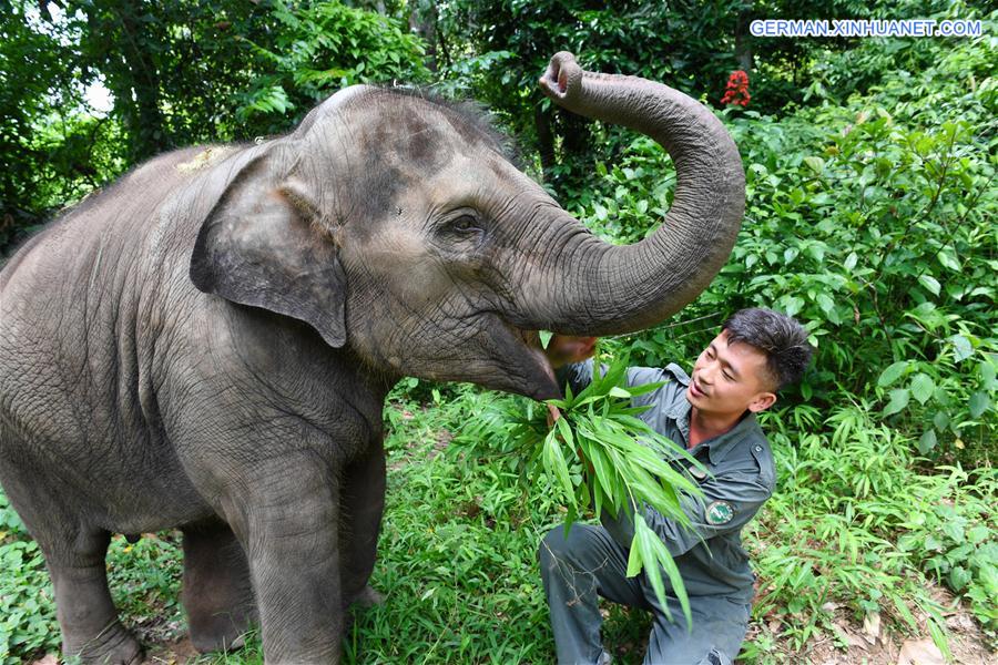 (FOCUS) CHINA-YUNNAN-XISHUANGBANNA-ASIAN ELEPHANT-CONSERVATION (CN)