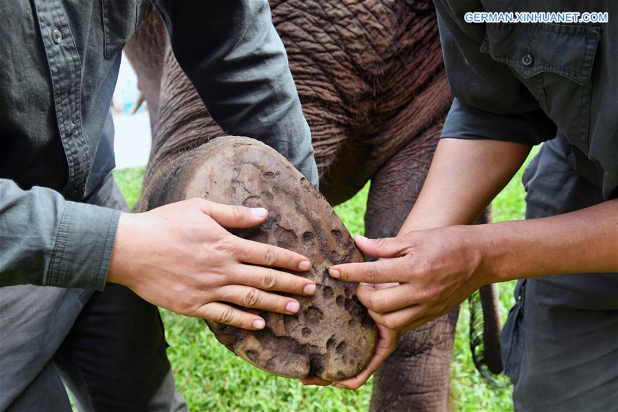 (FOCUS) CHINA-YUNNAN-XISHUANGBANNA-ASIAN ELEPHANT-CONSERVATION (CN)