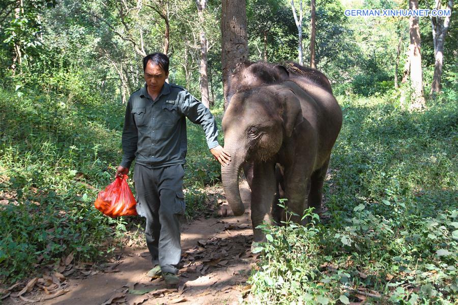 (FOCUS) CHINA-YUNNAN-XISHUANGBANNA-ASIAN ELEPHANT-CONSERVATION (CN)