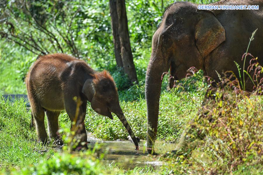 (FOCUS) CHINA-YUNNAN-XISHUANGBANNA-ASIAN ELEPHANT-CONSERVATION (CN)