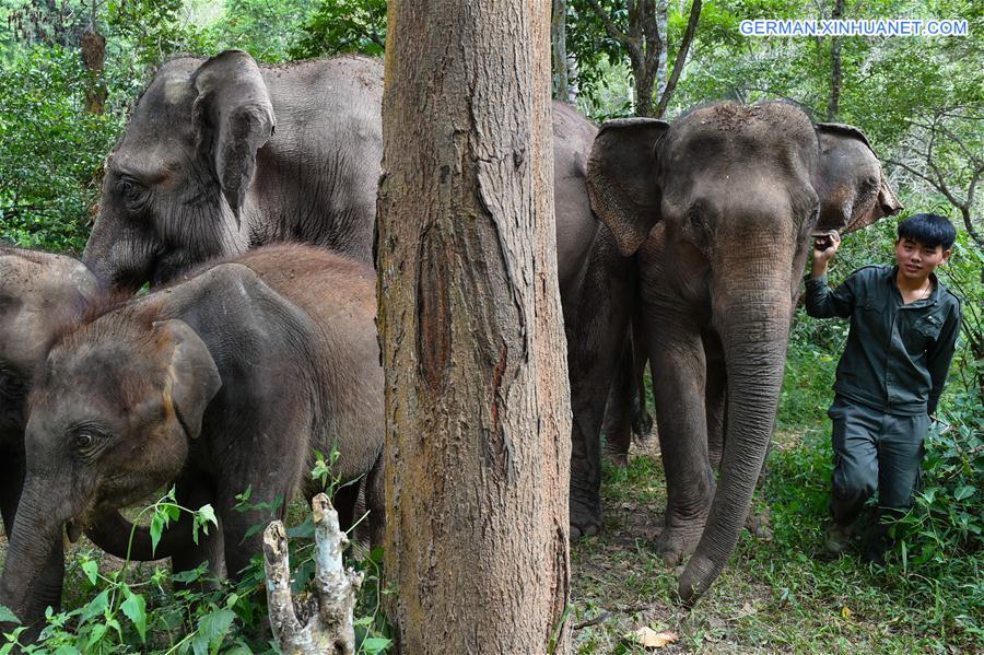 (FOCUS) CHINA-YUNNAN-XISHUANGBANNA-ASIAN ELEPHANT-CONSERVATION (CN)