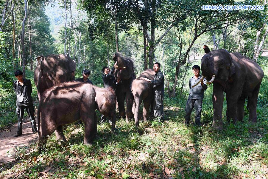 (FOCUS) CHINA-YUNNAN-XISHUANGBANNA-ASIAN ELEPHANT-CONSERVATION (CN)