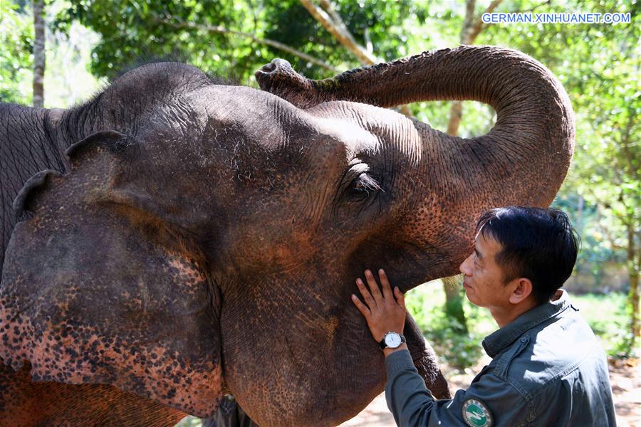 (FOCUS) CHINA-YUNNAN-XISHUANGBANNA-ASIAN ELEPHANT-CONSERVATION (CN)