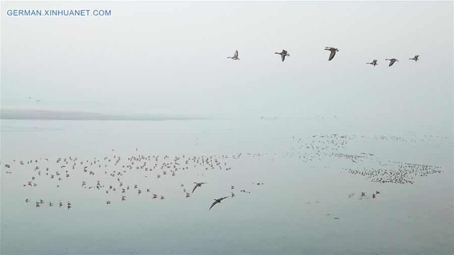 CHINA-ANHUI-SHENGJIN LAKE-MIGRANT BIRDS (CN)