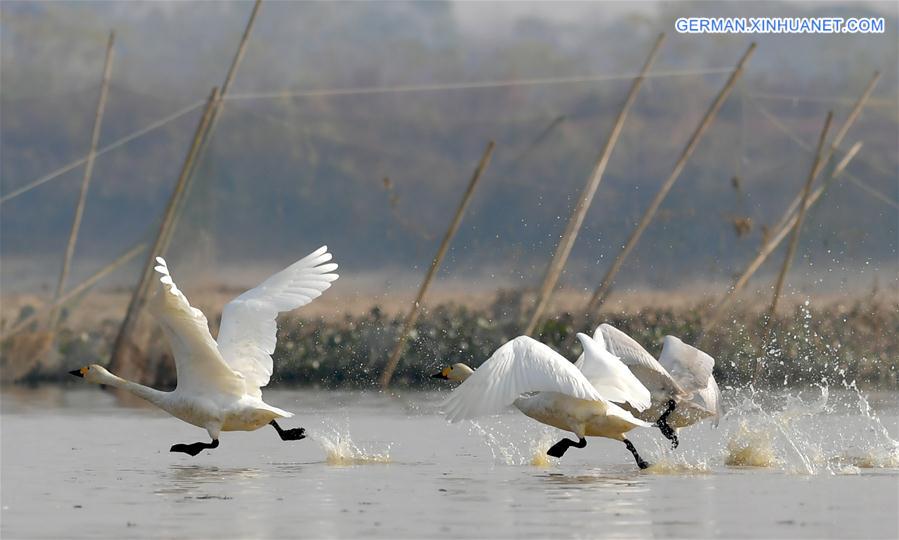 CHINA-JIANGXI-FUHE RIVER-MIGRANT BIRD (CN)