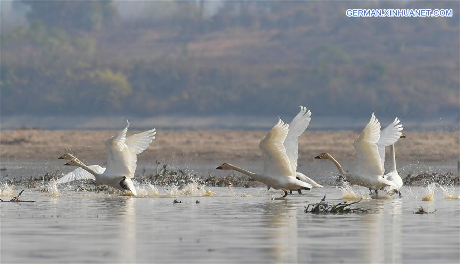 CHINA-JIANGXI-FUHE RIVER-MIGRANT BIRD (CN)