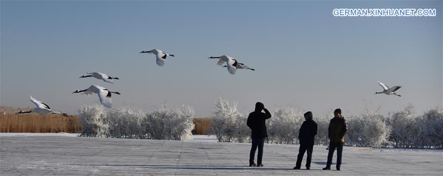 CHINA-QIQIHAR-RED-CROWNED CRANES (CN)