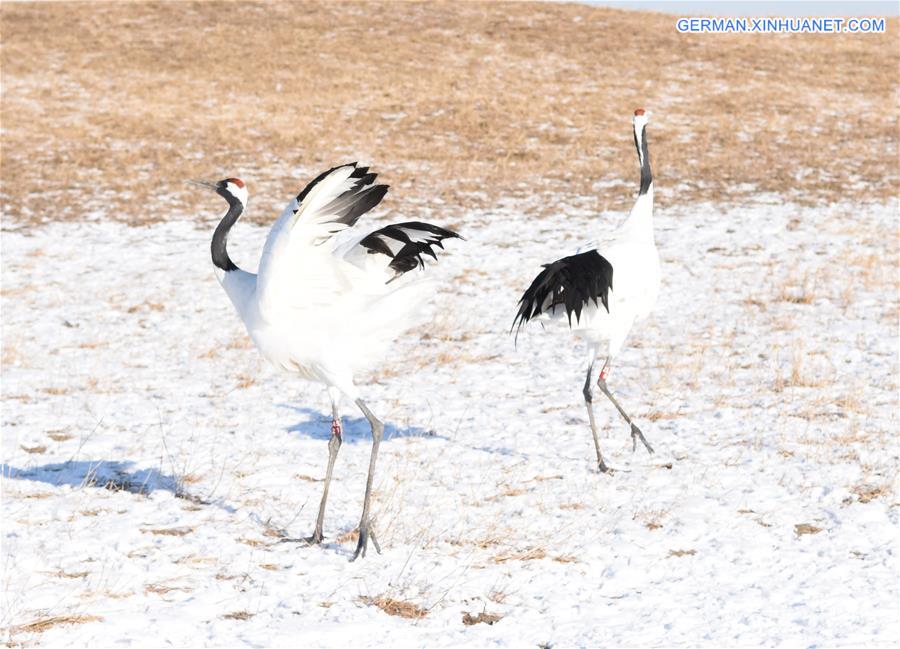 CHINA-QIQIHAR-RED-CROWNED CRANES (CN)