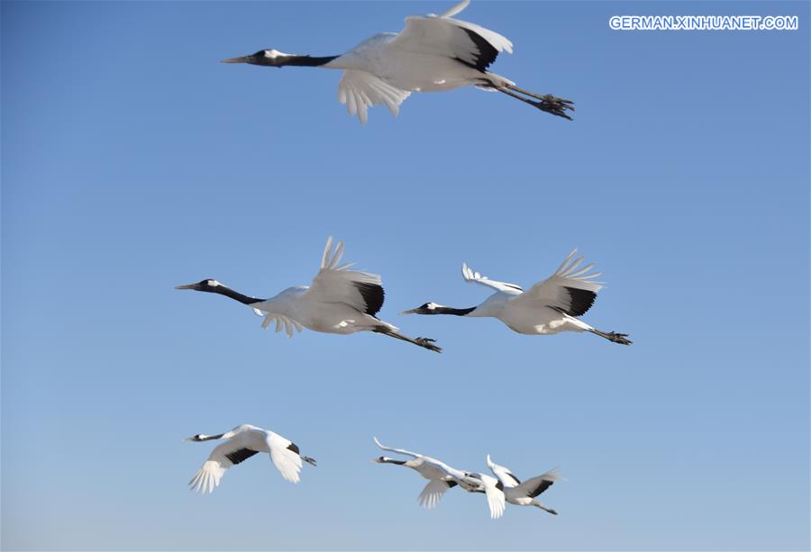 CHINA-QIQIHAR-RED-CROWNED CRANES (CN)