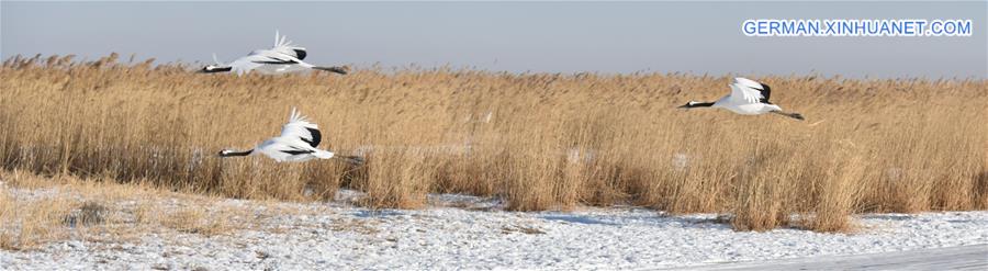 CHINA-QIQIHAR-RED-CROWNED CRANES (CN)