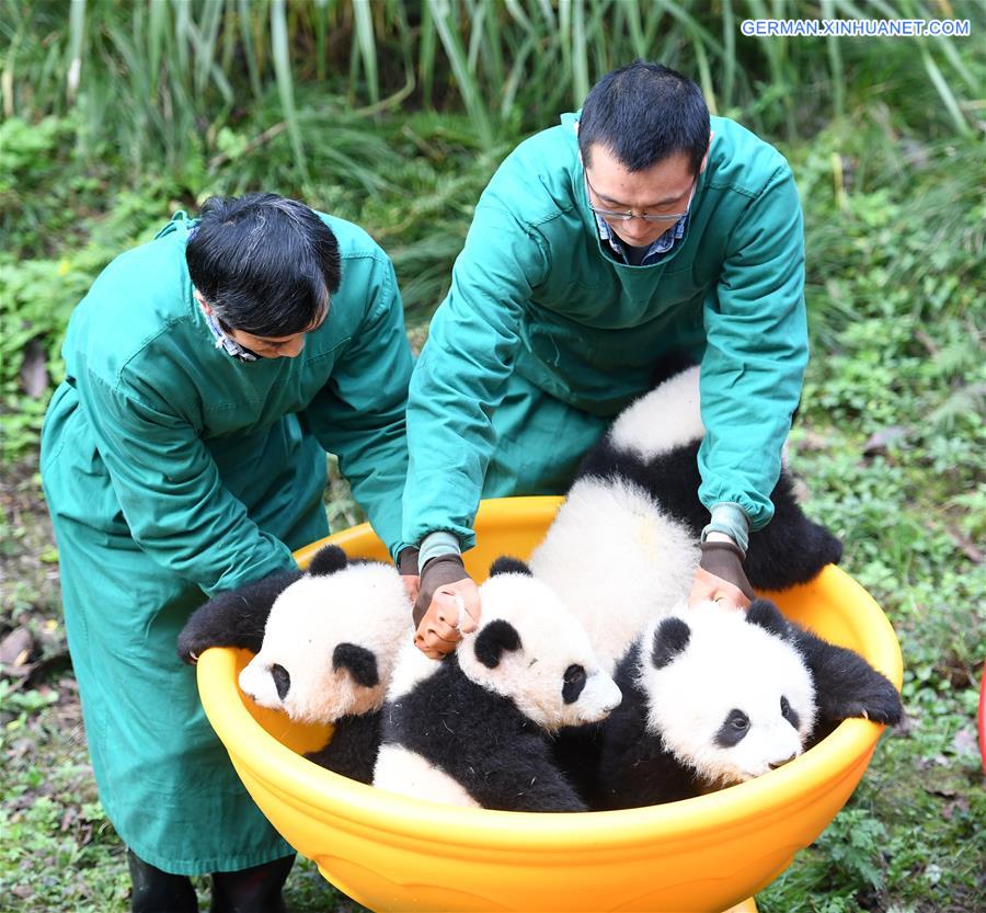 CHINA-CHONGQING-GIANT PANDA CUBS-CELEBRATION  (CN)