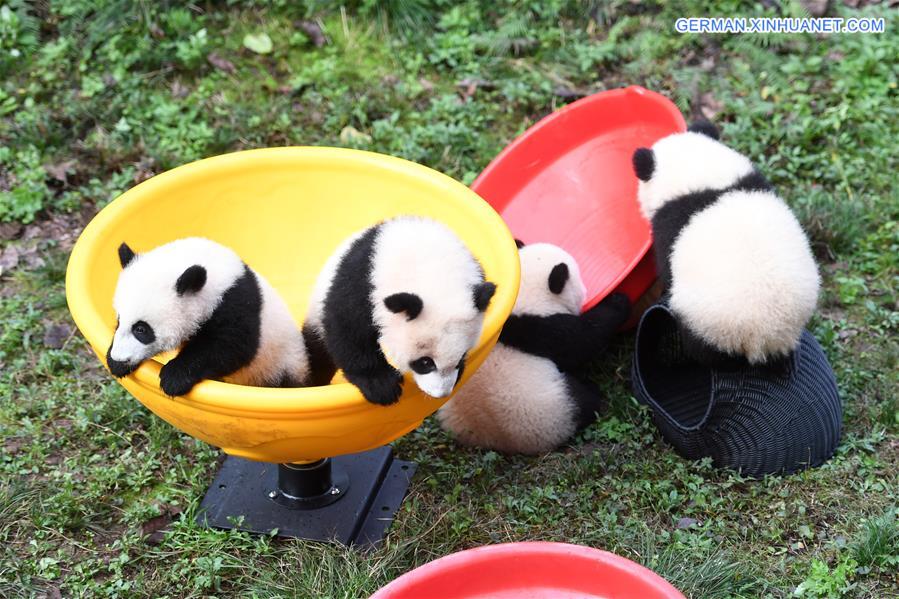 CHINA-CHONGQING-GIANT PANDA CUBS-CELEBRATION  (CN)