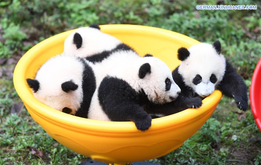 CHINA-CHONGQING-GIANT PANDA CUBS-CELEBRATION  (CN)