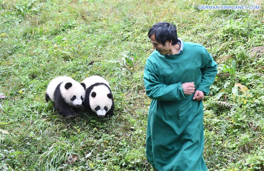 CHINA-CHONGQING-GIANT PANDA CUBS-CELEBRATION  (CN)