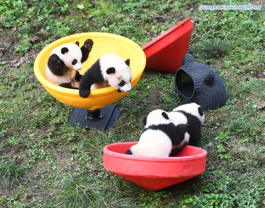 CHINA-CHONGQING-GIANT PANDA CUBS-CELEBRATION  (CN)