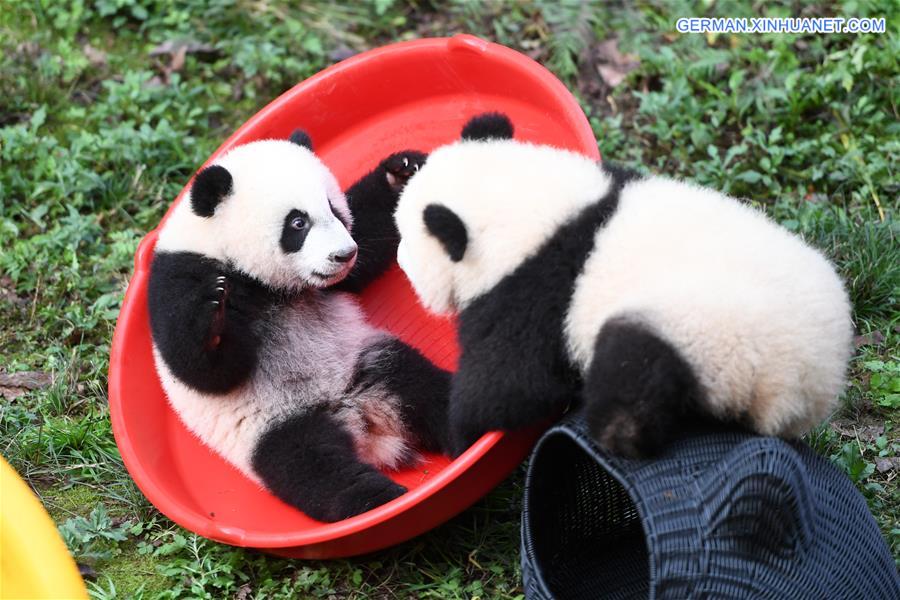 CHINA-CHONGQING-GIANT PANDA CUBS-CELEBRATION  (CN)