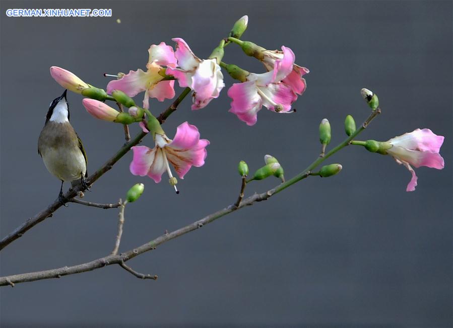 CHINA-FUJIAN-FUZHOU-WARM WEATHER-BIRDS (CN)