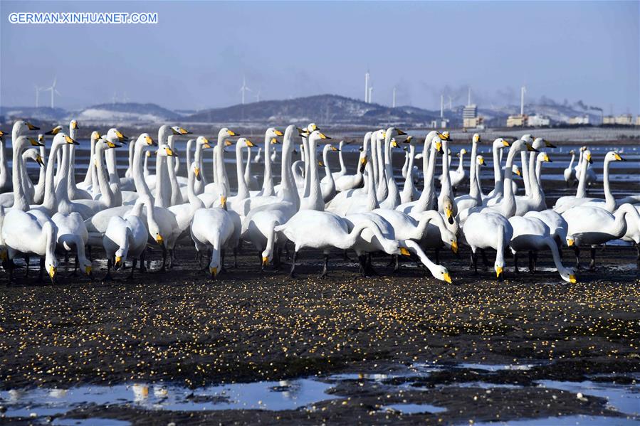 CHINA-SHANDONG-RONGCHENG-WHOOPER SWANS (CN)