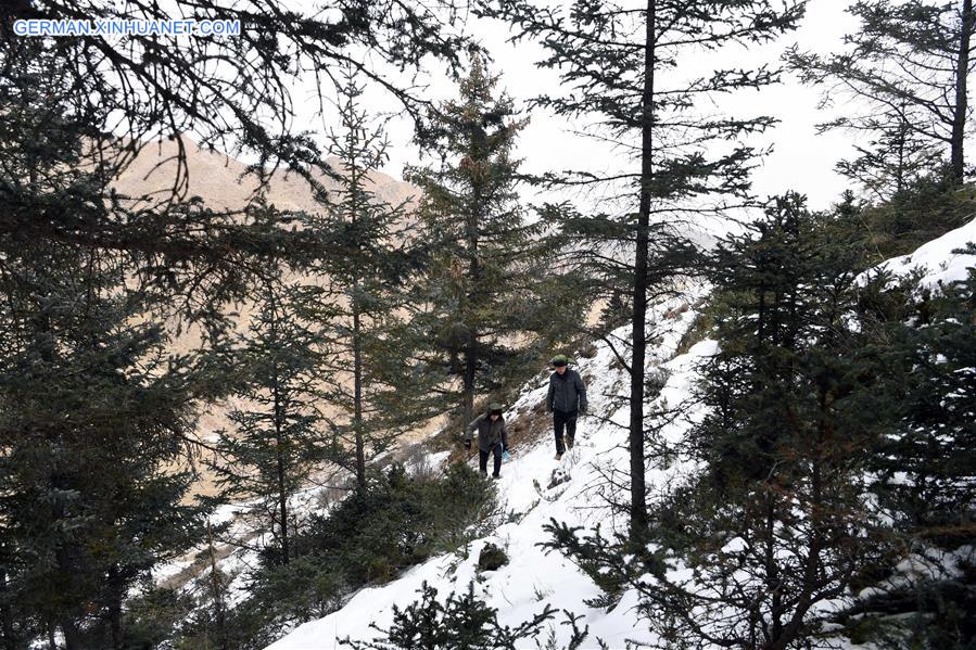 CHINA-GANSU-QILIAN MOUNTAINS-FOREST PROTECTION (CN)