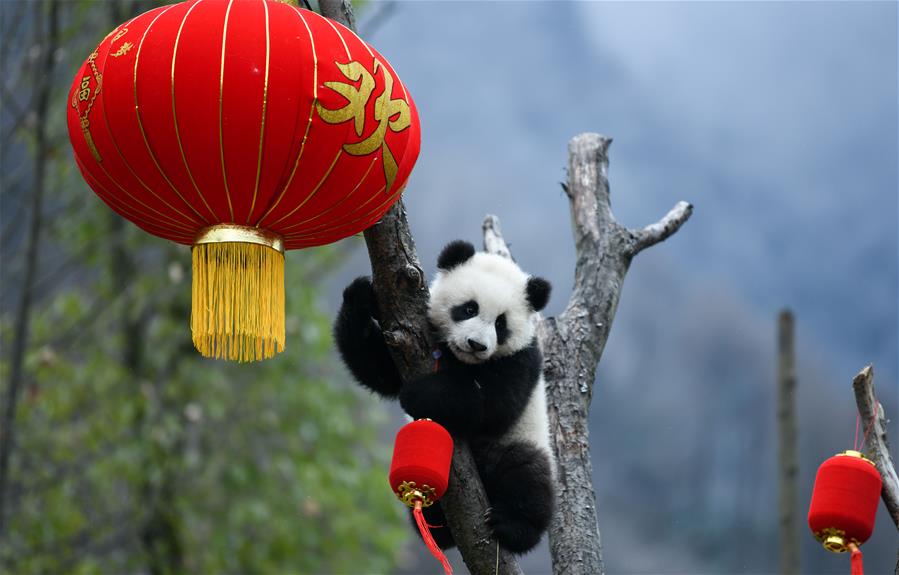 CHINA-SICHUAN-WOLONG-PANDA (CN)