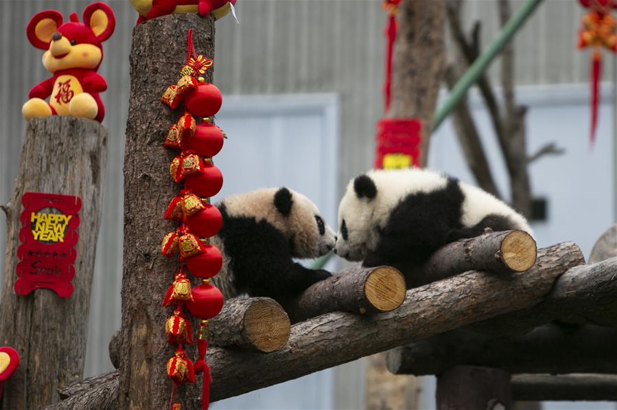 CHINA-SICHUAN-WOLONG-PANDA (CN)