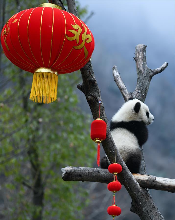 CHINA-SICHUAN-WOLONG-PANDA (CN)