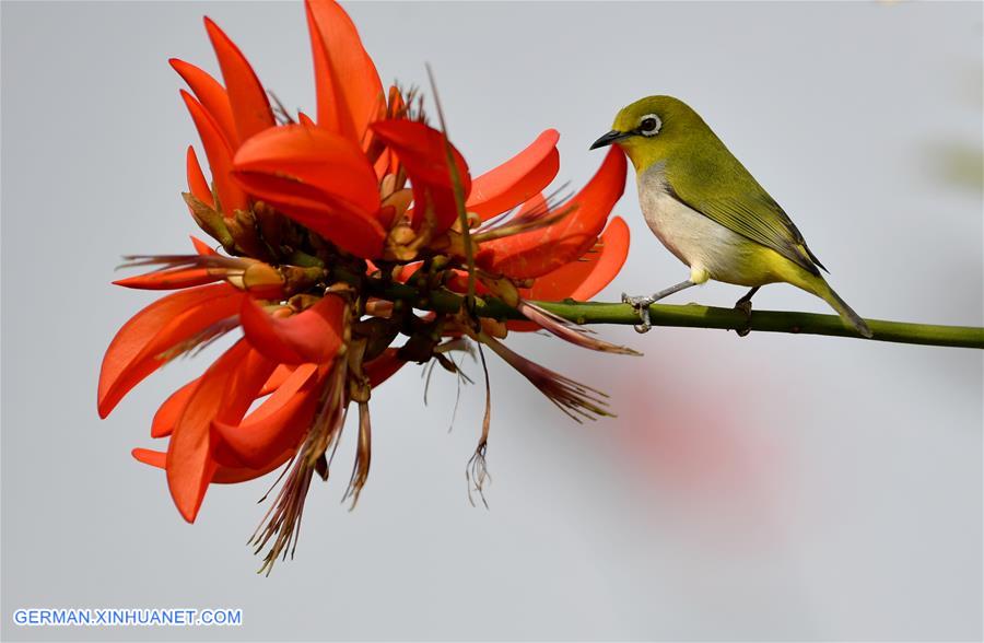 CHINA-FUJIAN-CHANGLE-ESTUARINE WETLANDS-BIRDS (CN)