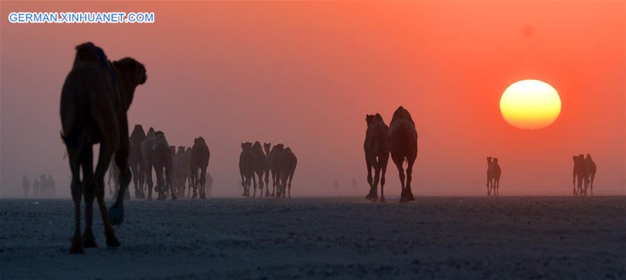 KUWAIT-JAHRA GOVERNORATE-SUNRISE-CAMELS