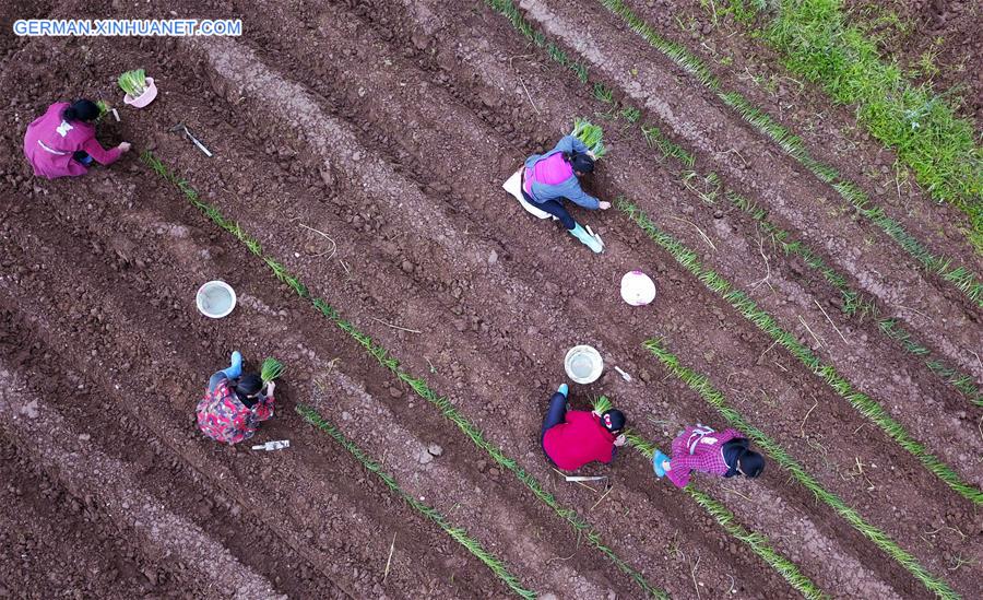 CHINA-GUIZHOU-SPRING-AGRICULTURE (CN)