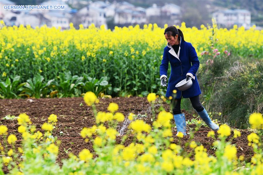 CHINA-GUIZHOU-SPRING-AGRICULTURE (CN)