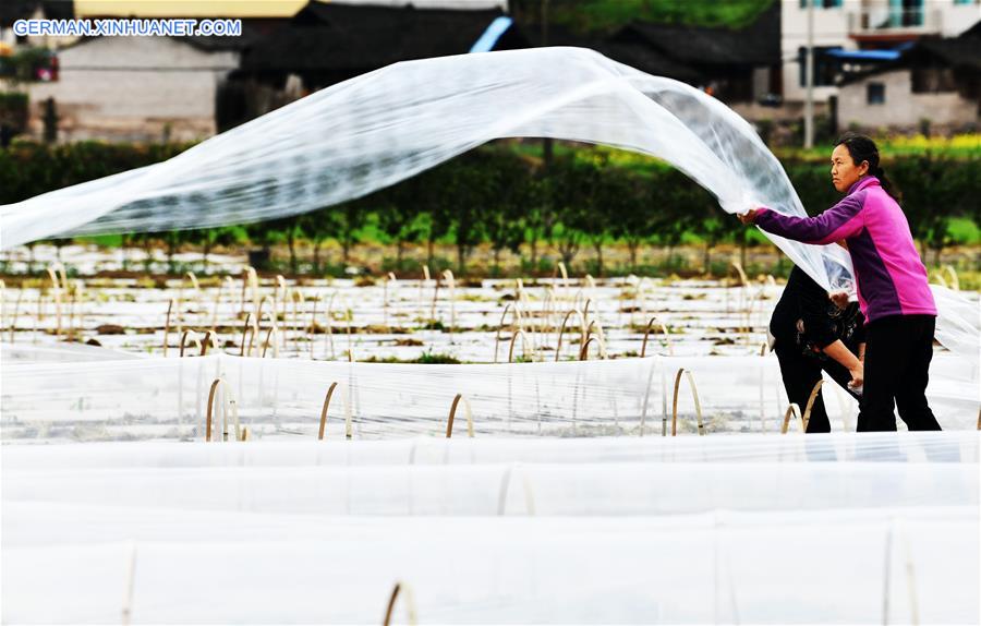 CHINA-GUIZHOU-SPRING-AGRICULTURE (CN)