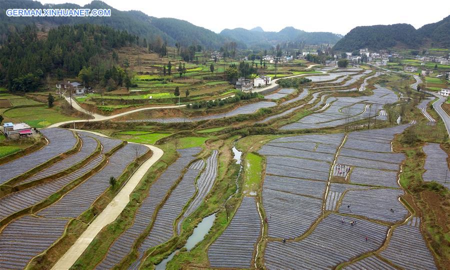 CHINA-GUIZHOU-SPRING-AGRICULTURE (CN)