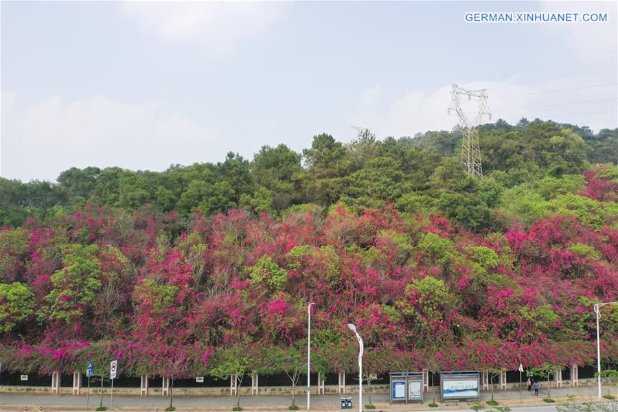 CHINA-NANNING-SPRING SCENERY (CN)